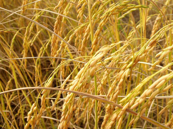 പൊള്ളുന്ന വില