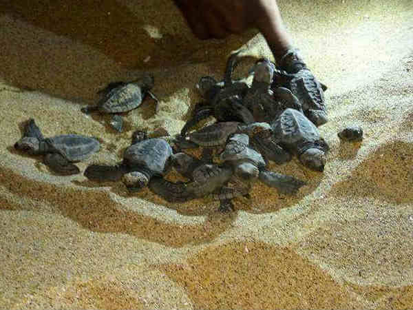 ഒലിവ് റിഡ്ലി