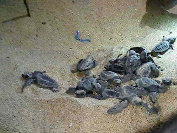 സാങ്കേതിക സഹായം