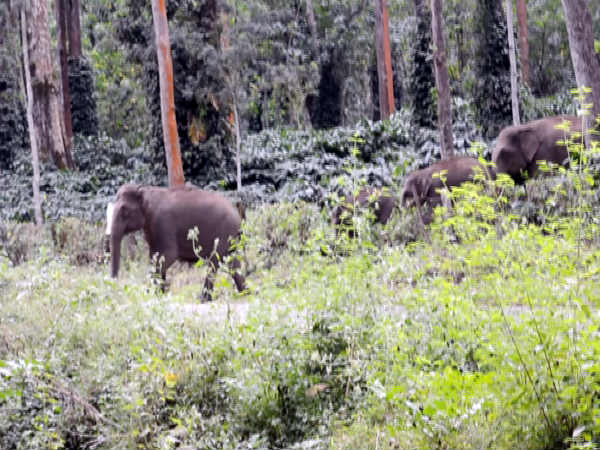 വന്യമൃഗങ്ങള് പാലായനം ചെയ്യുന്നു...