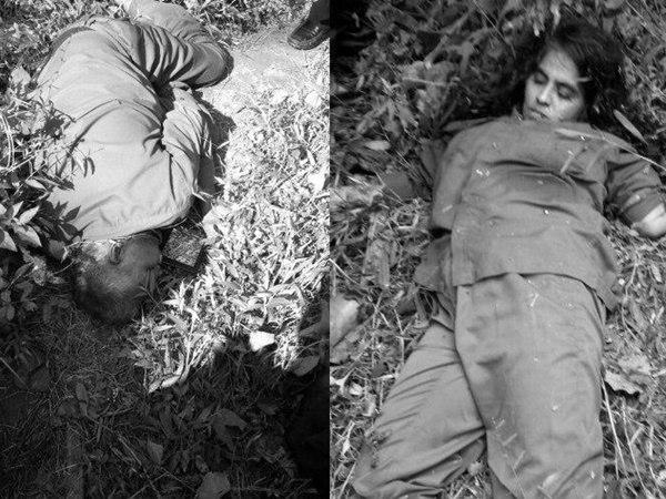 വയനാട്, നിലമ്പൂര് കാടുകളിലെത്തിയത്