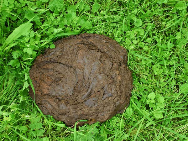 ചാണകം തീറ്റിച്ചു