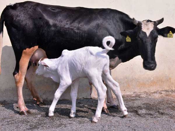 ദക്ഷിണേന്ത്യയില് കര്ണാടക