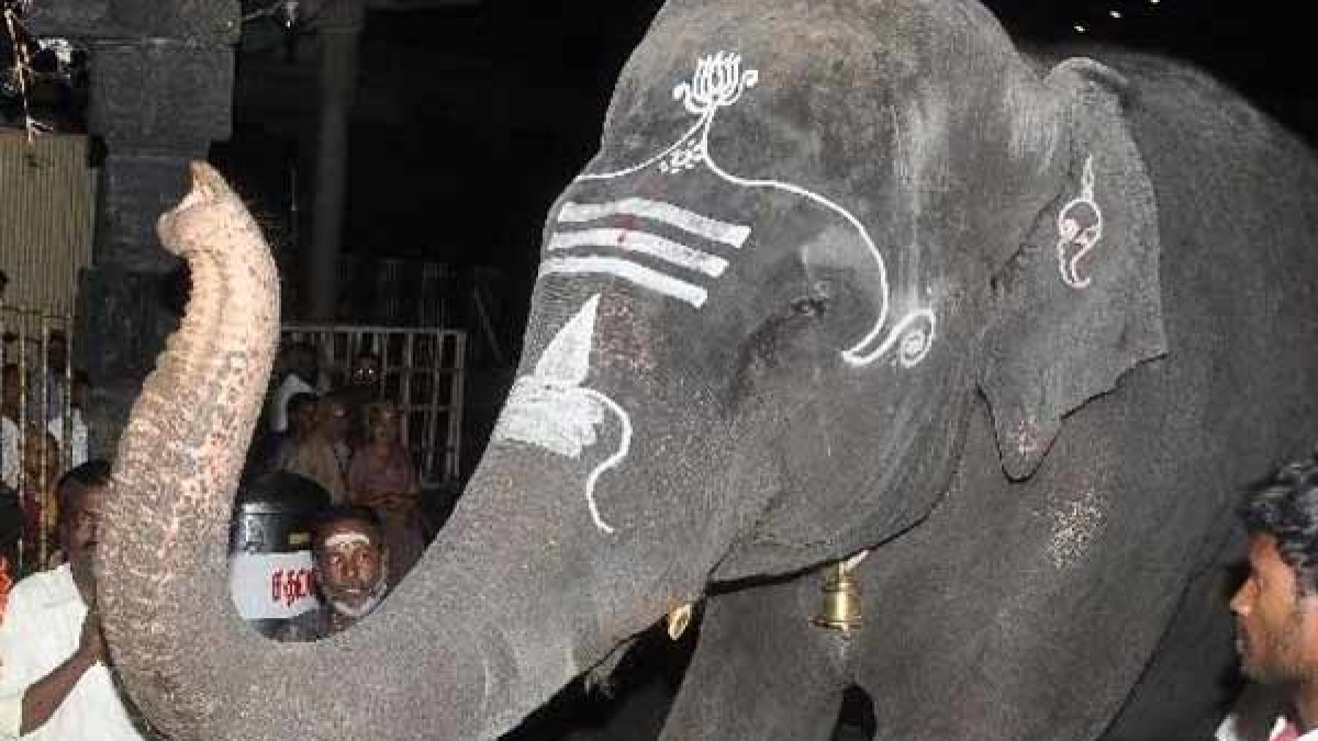 Tearful farewell to Arunachaleswarar temple elephant Malayalam Oneindia