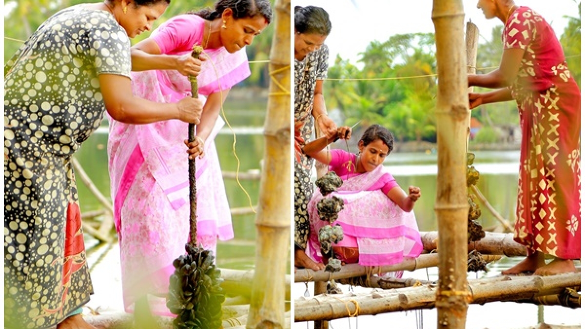 Blue mussles and oyster cultivation in kochi Malayalam Oneindia
