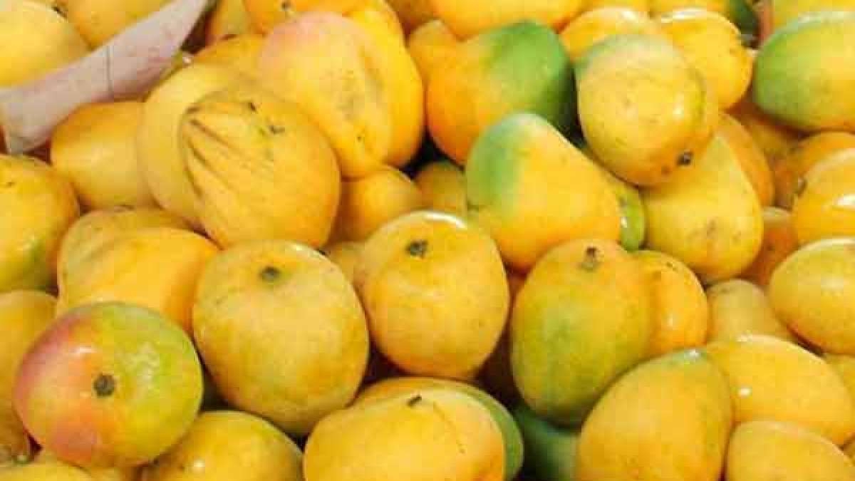 Here is the story of world's most expensive Mango which costs 19000