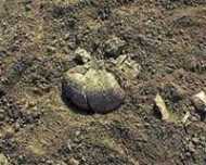 കൂട്ടക്കുഴിമാടങ്ങള്‍ സ്വാതന്ത്ര്യ സമര പോരാളികളുടെ?