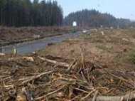 അശ്ലീലം തടയാന്‍ 6000മരങ്ങള്‍ മുറിച്ചു