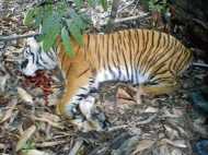 വെടിവെച്ചത് പെണ്‍കടുവയ്ക്ക്, ചത്തത് ആണ്‍കടുവ