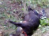 വീണ്ടും കടുവ: ഇത്തവണ ഇരയായത് പശുവും കിടാവും