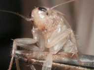 പാറ്റയെ വളര്‍ത്തുന്ന പയ്യന്‍, കൈ നിറയെ കാശ് ?