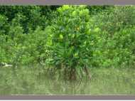 കൊച്ചിയില്‍ കണ്ടല്‍ നശിപ്പിച്ച് കായല്‍ കയ്യേറ്റം