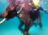 ആനയ്ക്കൊപ്പം നീന്തി ദുബായ് രാജകുമാരന്‍