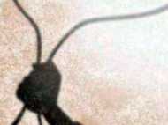 സൗദി: പൊലീസിനെ 'കള്ളനെന്ന്' വിളിച്ച യുവതിയ്ക്ക് ചാട്ടയടി