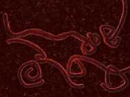 എബോളയെന്ന് സംശയിച്ച് നായയ്ക്ക് ദയാവധം