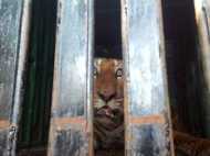 അച്ഛന്റെ കയ്യില്‍ നിന്ന് തെന്നിവീണത് പുലിക്കൂട്ടിലേക്ക്