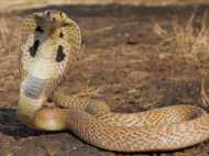 കാറിനുള്ളില്‍ പാമ്പ്... എത്ര ദിവസായെന്നറിയാമോ?