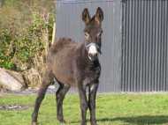 കഴുതയുടെ വില 3 ലക്ഷം രൂപ