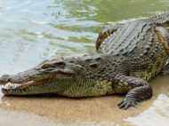 ഫ്രീസറില്‍ നിന്നും 70 മുതല തലകള്‍ കണ്ടെടുത്തു