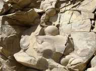 വീട്ടില്‍നിന്ന് പോലീസ് പിടിച്ചെടുത്തത് 231 ദിനോസര്‍ മുട്ടകള്‍