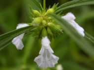 ഹാപ്പി ന്യൂ ഇയര്‍ ടു ഓള്‍... നമ്മുടെ പുതുവര്‍ഷ ദിനം ചിങ്ങം ഒന്നിനാണ്‌