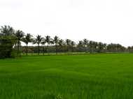 നെല്‍വയല്‍ തണ്ണീര്‍ത്തട സംരക്ഷണ നിയമം അട്ടിമറിച്ച്, വയല്‍ നികത്താന്‍ സര്‍ക്കാര്‍ ഒത്താശ