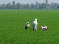 പത്തേക്കര്‍ വരെ വയല്‍ നികത്താന്‍ സര്‍ക്കാര്‍ ഒത്താശ, മന്ത്രിസഭാ യോഗത്തിന്റെ കുറിപ്പ് പുറത്ത്