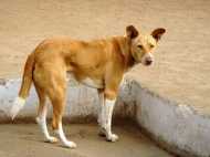 മൃഗങ്ങളോടുളള ക്രൂരത വീണ്ടും; ബെംഗളൂരുവില്‍ 25 നായ്ക്കളെ കുഴിയിലിട്ട്  ജീവനോടെ കത്തിച്ചു