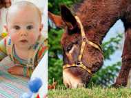 ബെംഗളൂരു: ഒരു സ്പൂണ്‍ കഴുതപ്പാലിന്‌ വില 50 രൂപ, കഴുത പാലിന്റെ രഹസ്യം അറിയണ്ടേ...