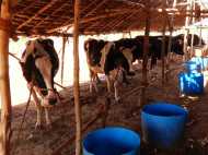 'ഗോമൂത്രം കുടിച്ചാല്‍ സുഖപ്രസവം',  മൊബൈലില്‍ ചാണകം തേച്ചാല്‍ നോ റേഡിയേഷന്‍'... അപ്പോള്‍ ഹാലേലുയയോ