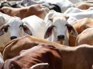 വിഎച്ച്പി ഇന്ത്യയില്‍ തന്നെയല്ലേ...? കാലിക്കടത്തുകാരെ തല്ലിക്കോളൂ; ഒരുകാര്യം ശ്രദ്ധിച്ചാല്‍ മതി...