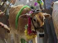 ക്ലിയോപാട്രയ്ക്ക് സമാനമായ സൗന്ദര്യം പശു മൂത്രത്തില്‍ നിന്നും സ്വന്തമാക്കാമെന്ന് ഗുജറാത്ത് ബോര്‍ഡ്