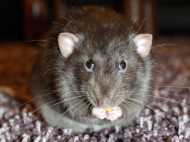 എലികളും ചിരിക്കും !!! ചെവി കൊണ്ട് .. പുതിയ പഠന റിപ്പോർട്ട് പുറത്ത്