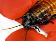 ഓപ്പറേഷന്‍ തിയേറ്ററില്‍ പാറ്റ...!!!  ഡോക്ടര്‍ ചെയ്തത് എന്തെന്നോ...?