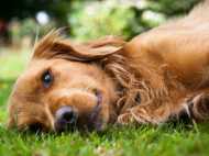 ശരിക്കും നായകള്‍ക്ക് പറക്കാന്‍ കഴിയുമോ? നായയെ മുകളിലേക്കെറിഞ്ഞ് സ്ത്രീ, പിന്നെ സംഭവിച്ചത്..