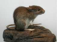 റേഷന്‍ പ്രതിസന്ധി എലി കരണ്ടു; സൗജന്യ ഗോതമ്പില്‍ ചത്ത എലി; ഒന്നും രണ്ടുമല്ല!!!