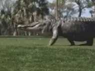 കളിക്കളത്തില്‍ ഒരു മുതല!!! ഇവന്‍ പുലിയാണ് പുപ്പുലി... ഒരു സിംഗം; വീഡിയോ