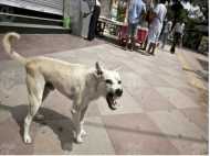 നവജാത ശിശുവിന്റെ മൃതദേഹം കടിച്ചുകീറി തെരുവ് നായ്ക്കള്‍; കണ്ട് രസിച്ച് നാട്ടുകാര്‍, ദുരന്തം!!