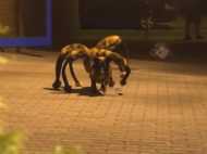 സ്ത്രീയുടെ ചെവിയില്‍ ജീവനുള്ള എട്ടുകാലി!!!