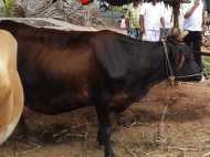 പ്രസവിക്കാനാകാതെ പശു ബുദ്ധിമുട്ടി! ഒടുവിൽ സിസേറിയൻ! പക്ഷേ....സംഭവം കൊല്ലത്ത്....