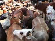 ആവശ്യത്തിന് ഭക്ഷണം ലഭിച്ചില്ല; ബിജെപി സര്‍ക്കാര്‍ പശുകേന്ദ്രത്തില്‍ 32 പശുക്കള്‍ ചത്തു