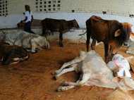 പശു സംരക്ഷണം വാക്കുകളിൽ മാത്രം? പട്ടിണിമൂലം ചത്തു വീണത് 200 പശുക്കൾ!!! ബിജെപി നേതാവ് അറസ്റ്റിൽ