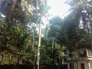 പരാതികൾക്ക്പരിഹാരമായില്ല ;  പടർന്നു നിൽക്കുന്ന വൃക്ഷശിഖരങ്ങൾ വീടുകൾക്ക് ഭീഷണിയാവുന്നു