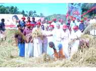 സിപിഐ സംസ്ഥാന സമ്മേളനത്തിനുള്ള രണ്ട് ഏക്കറിലെ ജൈവ നെല്‍കൃഷി വിളഞ്ഞു, കൊയ്ത്തുത്സവം നടത്തി