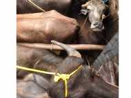 കന്നുകാലികളെ കണ്ടെയ്‌നറുകളില്‍ മൂടിക്കെട്ടി ഒളിപ്പിച്ചു കടത്താന്‍ ശ്രമിച്ചതിനു,  പിടികൂടി