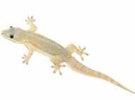 പല്ലി ശരീരത്തിൽ വീഴാറുണ്ടോ!! എങ്കിൽ നിസാരമായി തള്ളിക്കളയരുത്, നിങ്ങളറിയേണ്ട സുപ്രധാന കാര്യങ്ങള്‍