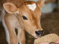 ഉത്തര്‍പ്രദേശ് ബജറ്റില്‍ പശുക്കളുടെ സംരക്ഷണത്തിന് 98.5 കോടി