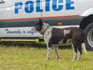 മാക്‌സിയുടെ സ്‌നേഹം.....കരുതല്‍.. അറോറയെ രക്ഷിച്ചത് അത് മാത്രമാണ്!! താരമായി സൂപ്പര്‍ ഡോഗ്!!