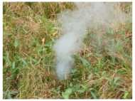 ആലപ്പുഴയില്‍ പാടശേഖരത്തില്‍ ഭൂമിക്കടിയില്‍ നിന്നും പുകവമിക്കുന്നു; ഭീതിയോടെ പ്രദേശവാസികള്‍