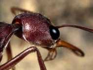 സൗദിയിൽ മലയാളി യുവതിയെ കടിച്ചുകൊന്നത് സാംസം ഉറുമ്പ്, കഴിഞ്ഞില്ല വേറെയും ഉണ്ട് മനുഷ്യനെ കൊല്ലുന്നവർ!